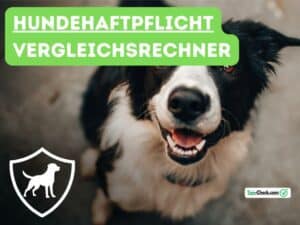 Read more about the article Hundehaftpflichtrechner: Ein umfassender Überblick