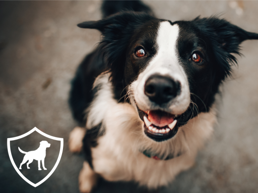 Hundehaftpflichtversicherung_Vergleich